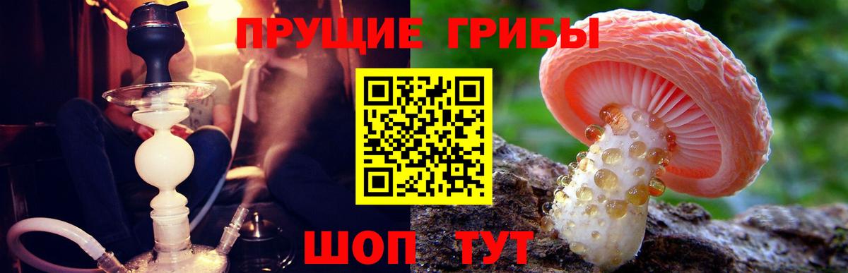 Галлюциногенные грибы Psilocybine cubensis Кудымкар